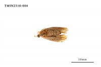 藏品(雙斑黃毒蛾)的圖片